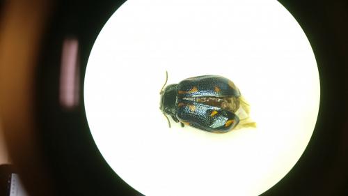 Réf. 248 463 : Chrysomela lapponica